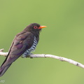 Violet Cuckoo-190710-118ND500-FYP_4329-W.jpg