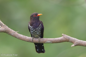 Violet Cuckoo-190909-120ND500-FYP_0960-W.jpg