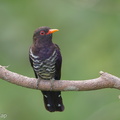 Violet Cuckoo-190909-120ND500-FYP_0960-W.jpg