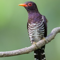 Violet Cuckoo-240202-214MSDCF-FYP07378-W.jpg