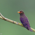 Violet Cuckoo-250124-255MSDCF-FYP01333-W.jpg