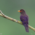 Violet Cuckoo-250124-255MSDCF-FYP01769-W.jpg
