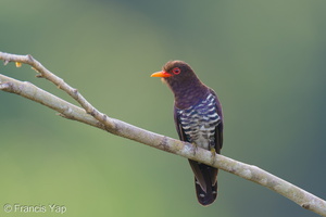 Violet Cuckoo-250314-100FRYAP-FYA08486-W.jpg