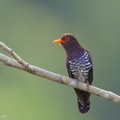 Violet Cuckoo-250314-100FRYAP-FYA08486-W.jpg