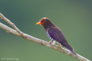 Violet Cuckoo-250314-100FRYAP-FYA08671-W.jpg