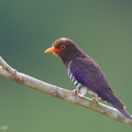 Violet Cuckoo-250314-100FRYAP-FYA08671-W.jpg