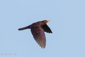 Violet Cuckoo-250430-105FRYAP-FYA08670-W.jpg