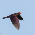 Violet Cuckoo-250430-105FRYAP-FYA08670-W.jpg