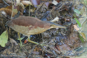 Von Schrenck's Bittern-140323-100CANON-IMG_2033-W.jpg