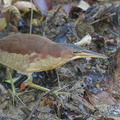Von Schrenck's Bittern-140323-100CANON-IMG_2033-W.jpg