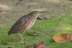 Von Schrenck's Bittern-150208-101EOS7D-FY7D7161-W.jpg