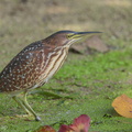 Von Schrenck's Bittern-150208-101EOS7D-FY7D7161-W.jpg