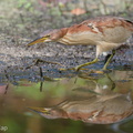 Von Schrenck's Bittern-200119-110MSDCF-FYP06620-W.jpg