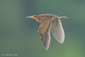Von Schrenck's Bittern-250102-254MSDCF-FYP03305-W.jpg