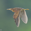Von Schrenck's Bittern-250102-254MSDCF-FYP03305-W.jpg