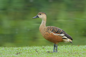 Wandering Whistling Duck-101112-103EOS7D-IMG_8919-W.jpg