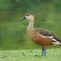 Wandering Whistling Duck-101112-103EOS7D-IMG_8919-W.jpg