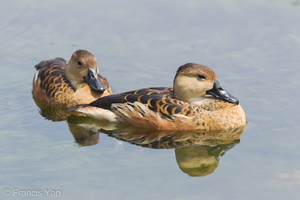 Wandering Whistling Duck-120205-108EOS1D-FYAP4127-W.jpg