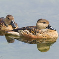 Wandering Whistling Duck-120205-108EOS1D-FYAP4127-W.jpg