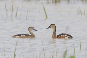 Wandering Whistling Duck-121209-104EOS1D-FY1X5266-W.jpg