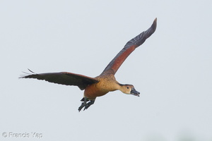 Wandering Whistling Duck-160519-100EOS1D-F1X26530-W.jpg