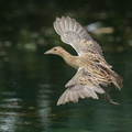 Watercock-120210-108EOS1D-FYAP6672-W.jpg