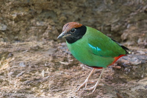 Western Hooded Pitta-170126-109EOS1D-F1X23007-W.jpg