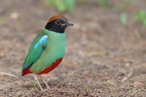 Western Hooded Pitta-230110-163MSDCF-FYP07778-W.jpg