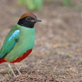 Western Hooded Pitta-230110-163MSDCF-FYP07778-W.jpg