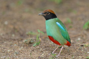 Western Hooded Pitta-230110-163MSDCF-FYP08477-W.jpg
