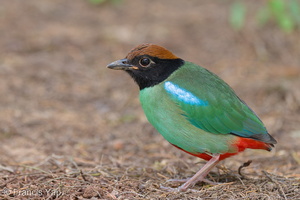 Western Hooded Pitta-230110-163MSDCF-FYP09307-W.jpg