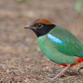 Western Hooded Pitta-230110-163MSDCF-FYP09307-W.jpg