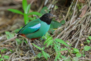 Western Hooded Pitta-250906-122FRYAP-FYA05648-W.jpg