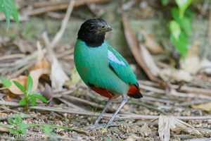 Western Hooded Pitta-250906-122FRYAP-FYA05771-W.jpg