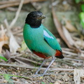 Western Hooded Pitta-250906-122FRYAP-FYA05771-W.jpg