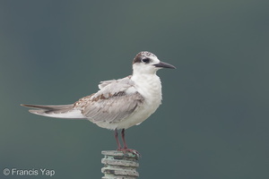 Whiskered Tern-111026-105EOS1D-FYAP7985-W.jpg