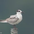 Whiskered Tern-111026-105EOS1D-FYAP7985-W.jpg