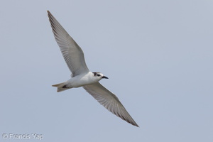 Whiskered Tern-121020-102EOS1D-FY1X8698-W.jpg