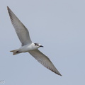 Whiskered_Tern-121020-102EOS1D-FY1X8698-W.jpg
