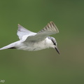 Whiskered Tern-141007-118EOS1D-FY1X9841-W.jpg