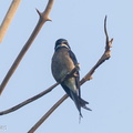 Whiskered Treeswift-110809-104EOS1D-FYAP4487-W.jpg