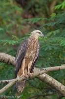 White-bellied Sea Eagle-101231-105EOS7D-IMG_3668-W.jpg