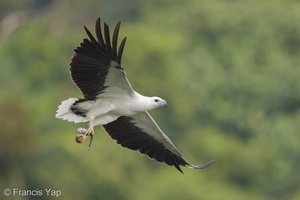 White-bellied Sea Eagle-170730-112EOS1D-F1X27274-W.jpg
