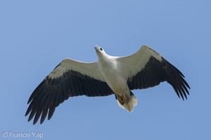 White-bellied Sea Eagle-250512-106FRYAP-FYA09493-W.jpg