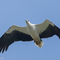 White-bellied Sea Eagle-250512-106FRYAP-FYA09493-W.jpg