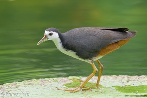 White-breasted Waterhen-200202-111MSDCF-FYP06015-W.jpg