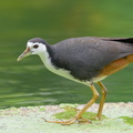 White-breasted Waterhen-200202-111MSDCF-FYP06015-W.jpg