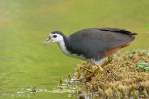 White-breasted Waterhen-200202-111MSDCF-FYP06094-W.jpg