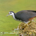 White-breasted Waterhen-200202-111MSDCF-FYP06094-W.jpg