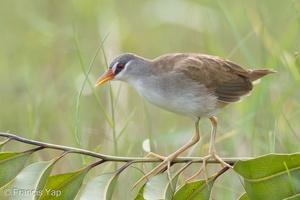 White-browed Crake-110605-103EOS1D-FYAP3636-W.jpg
